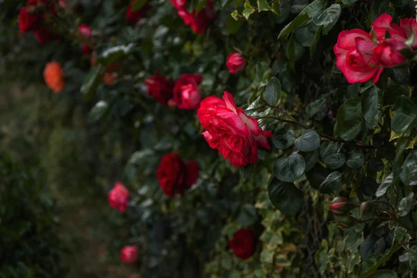 Seçici Odak Noktasında Bush Pembe Güller Bulanık Arka Planda Güzel — Stok fotoğraf