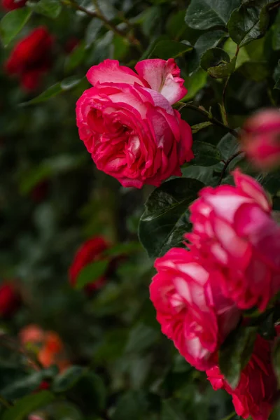 Różowe Róże Krzewie Selektywnej Ostrości Piękne Delikatne Pędzące Róże Ogrodowe — Zdjęcie stockowe