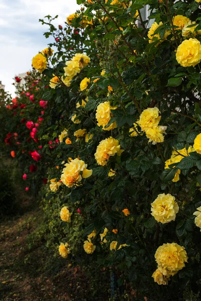 Roses Jaunes Sur Bush Focus Sélectif Belles Roses Jardin Traînantes — Photo