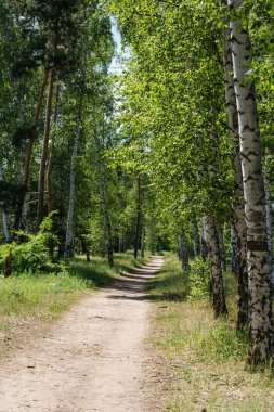 Baharın başında güzel huş ağaçları, huş ağaçlarıyla dolu Rus manzarası, bahar huş ağacı ormanı. Dikey bileşim.