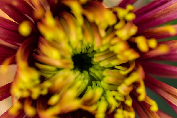 Purple Yellow Chrysanthemum Macrophotography Symmetrical Composition Macro Petals Top View — Stock Photo, Image