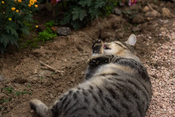 Tabby Cat Wäscht Auf Dem Boden Liegend Zwischen Den Blumen — Stockfoto