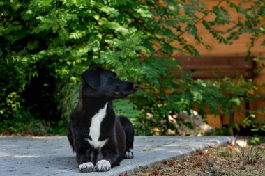 Siyah bir sokak köpeğinin portresi. Yaz manzarasının arka planında melez bir köpek. Köpek başını yana doğru çevirdi. Profilde bir portre. Rastgele bir kare. Yatay bileşim.