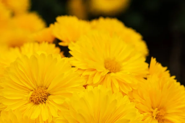 Yellow chrysanthemums close - up in the garden. Beautiful autumn flower background. Soft focus and lighting. Blurred background with space for text.