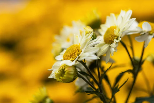 Fehér Krizantém Közelkép Kertben Gyönyörű Őszi Virág Háttér Puha Fókusz — Stock Fotó