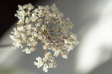 Beyaz kiremit çiçekleri ya da latin. Achillea Millefolium yakın plan. İlaç bitkisi otu. Homeopatik tedavi. Seçici odak noktasında beyaz çiçekler. Metin için alanı olan siyah ve beyaz bulanık arkaplan.
