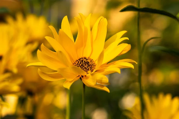 Sárga Csicsóka Virág Homályos Háttérrel Gyönyörű Nyári Háttér Napfényes Virág — Stock Fotó