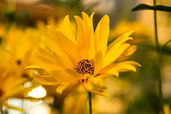 Gelbe Topinambur Blüten Auf Verschwommenem Hintergrund Schöner Sommerhintergrund Sonnige Helle — Stockfoto