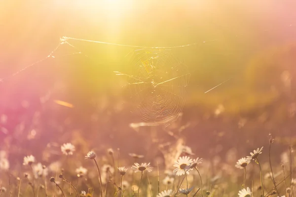 Telarañas Luz Del Sol Hermoso Fondo Verano Con Campo Margaritas — Foto de Stock