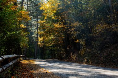 Sonbahar ormanındaki yol manzarası. Parlak sonbahar doğal arka plan. Sarı yapraklı ağaçlar ve uzun çam ağaçları. Dağ yılanı. Arabasız boş yol.