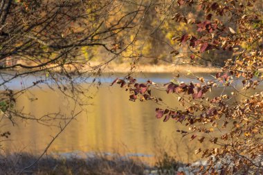 Güz arka planında bir göl ve sarı ağaçlar var. Suyun altın yüzeyindeki yaprakların arasından bak. Sonbaharın gelişi konsepti. Parlak renkli sonbahar manzarası. Bulanık arkaplan.