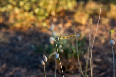 Bulanık bir sonbahar arka planında yusufçuk. Doğal ışıkta yumuşak odaklı bir böceğin renkli makrofotoğrafçılığı. Bir yusufçuk dala oturur ve kameraya bakar..