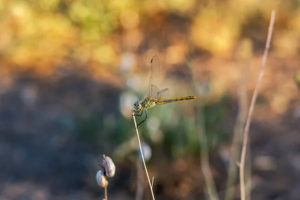 背景にぼやけた秋のトンボ 自然光の中で柔らかい焦点に昆虫のカラフルなマクロ撮影 トンボが枝の上に座ってカメラを見る — ストック写真