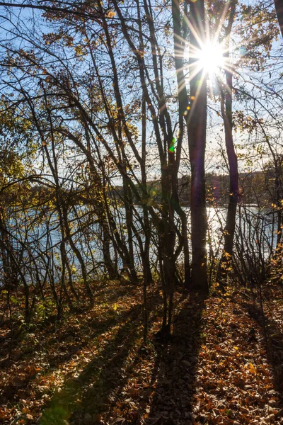 Sol Brillante Con Rayos Bosque Otoño Paisaje Vertical Otoño Con — Foto de Stock