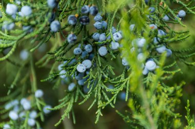 Mavi ardıç meyveleri yakın plan. Böğürtlenlerle bulanık arka plan. Seçici bir odak noktasında ardıç. Sonbahar doğal arka planı.