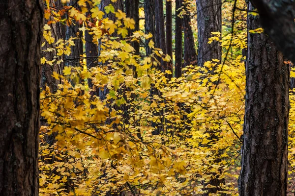 가을에는 낙엽수와 침엽수가 자란다 가을이 배경을 사이에 나뭇잎 나무와 조각들 — 스톡 사진