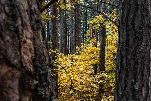 가을에는 낙엽수와 침엽수가 자란다 가을이 배경을 사이에 나뭇잎 나무와 조각들 — 스톡 사진