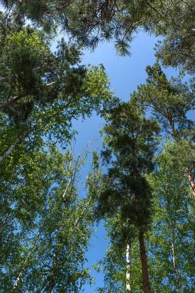 木の冠から心臓 愛と統一の象徴です 木の緑の背景 春の木の冠の下からの眺め 青空と緑の葉 縦の構図 — ストック写真