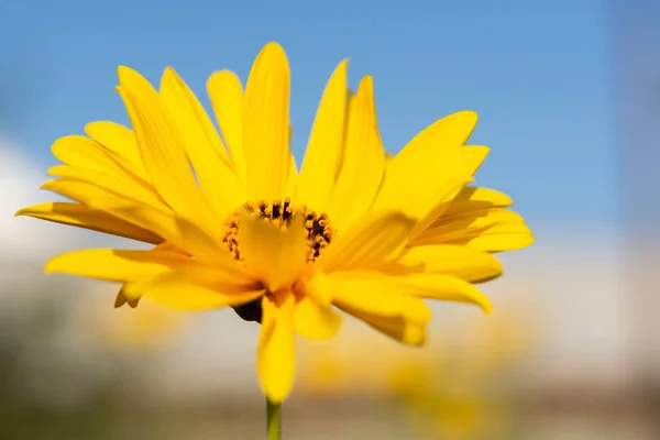 Topinambur Aus Jerusalem Hautnah Blauen Himmel Floral Natürlichen Horizontalen Hintergrund — Stockfoto