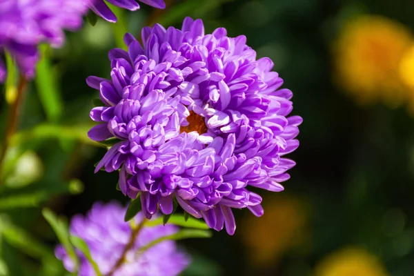 Bahçeye yakın çekimde mor asterliler. Bulanık bir arka planda sonbahar çiçekleri. Parlak güneşli çiçeklerin üst görünümü.