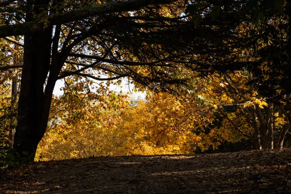 Аллея Парке Осенью Горизонтальная Рама Желтыми Деревьями Тротуаром Прогулка Осеннем — стоковое фото