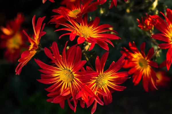 Sfondo Crisantemi Rossi Con Nucleo Giallo Bellissimi Crisantemi Luminosi Giardino — Foto Stock