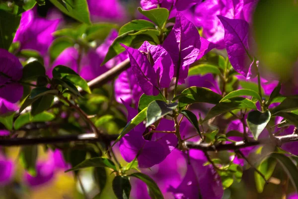 Бугенвиллеа Лат Бугаинвиллеа Крупным Планом Саду Magenta Bougainvillea Flowers Ярко — стоковое фото