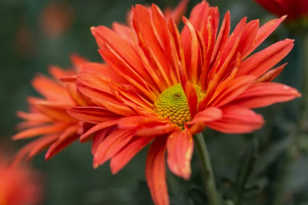 Orange Chrysanthemen Aus Nächster Nähe Abstrakte Hintergrund Nahaufnahme Der Blütenblätter — Stockfoto