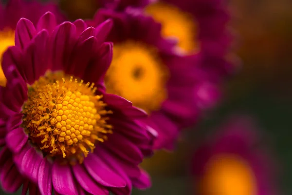 Lila Chrysanthemen Mit Gelbem Zentrum Großaufnahme Auf Einem Unscharfen Hintergrund — Stockfoto