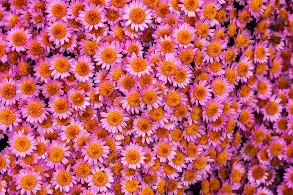 Rózsaszín Krizantém Egy Sárga Középső Közeli Képpel Színes Rózsaszín Háttér — Stock Fotó