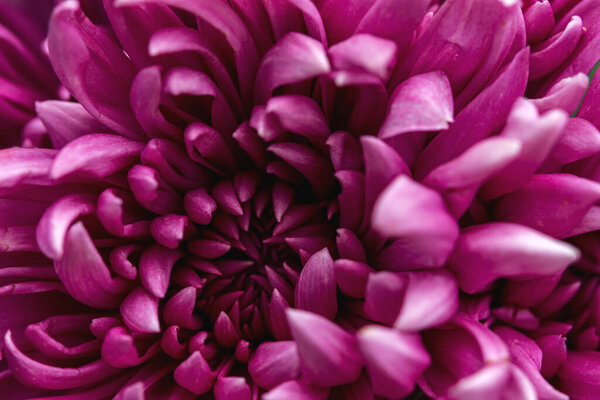 Пурпурный хризантема макрос. Вид сверху на лепестки лиловой хризантемы. Полный кадр без пустого поля. Цветочный осенний фон.