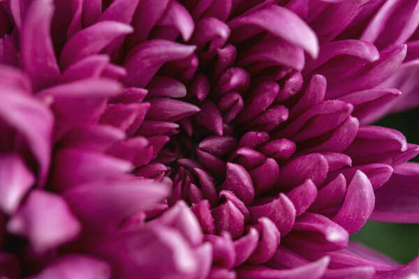 Пурпурный хризантема макрос. Вид сверху на лепестки лиловой хризантемы. Полный кадр без пустого поля. Цветочный осенний фон.