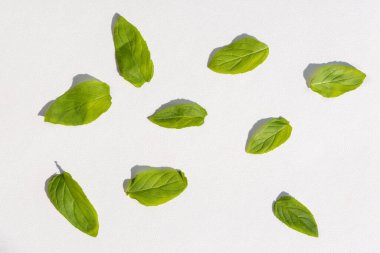 Beyaz arka planda nane yaprakları. İzole edilmiş yeşil nane yaprakları. Nane yapraklarının doğal güneş ışığıyla aydınlık bir zemin üzerindeki bileşimi. Tıp bahçesi bitkisi. Yeşil tasarım.