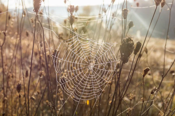 Een Web Met Dauw Druppels Een Droge Doorn Cobwebben Het — Stockfoto