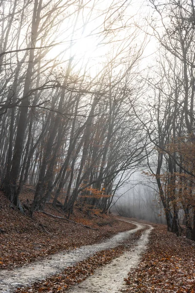 Road in the autumn misty forest. Fabulous landscape. Vertical composition of the autumn forest with the sun. Forest with leafless leaves. The concept of loneliness and autumn melancholy. Without man.