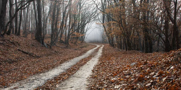 Road in the autumn misty forest. Fabulous landscape. Horizontal elongated panorama of the autumn forest. Banner. Forest with leafless leaves. The concept of loneliness and autumn melancholy.