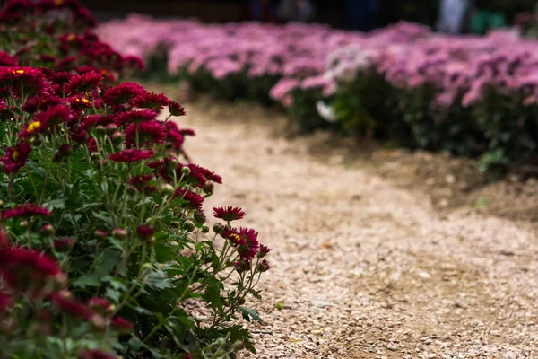 Colorful chrysanthemums in the garden. Alley of red and pink chrysanthemums. Beautiful bright autumn flowers. Horizontal composition with a blurred background. Growing chrysanthemums. Copy space.