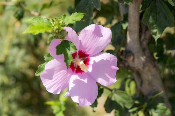 Roze Hibiscus Close Bij Helder Licht Prachtige Zuidelijke Tropische Plant — Stockfoto