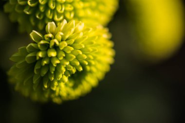 Yeşil kasımpatılar bulanık bir arkaplanda kapanır. Çiçeksel parlak sonbahar arkaplanı. Seçici odak noktasında sonbahar çiçeklerinin makrofotoğrafçılığı.