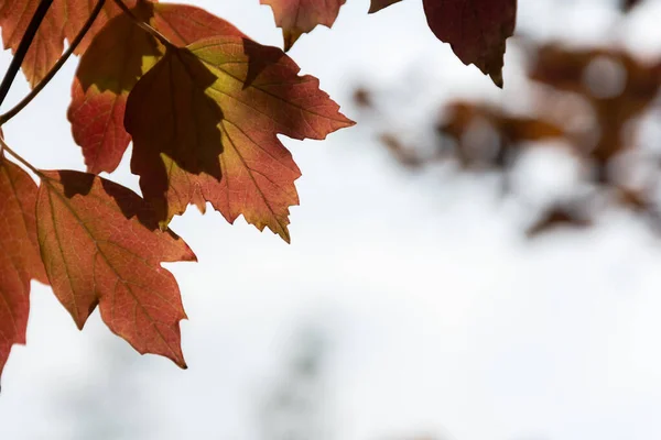 Herbstblätter Auf Verschwommenem Hintergrund Des Himmels Horizontaler Herbsthintergrund Mit Platz — Stockfoto