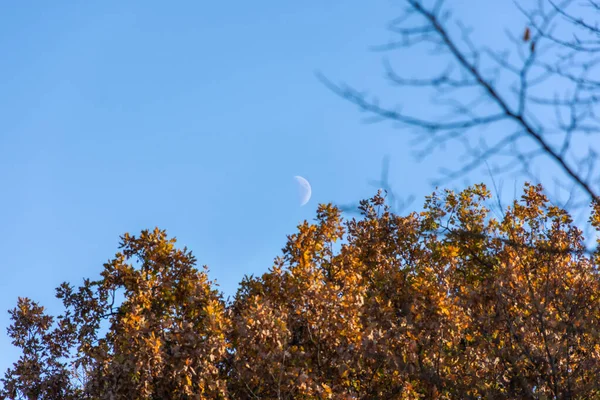 Bulan Langit Biru Atas Pohon Kuning Awal Bulan Purnama Setengah — Stok Foto