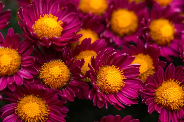Lila Chrysanthemen Mit Gelbem Zentrum Großaufnahme Auf Einem Unscharfen Hintergrund — Stockfoto