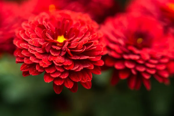 Rote Chrysanthemen Großaufnahme Auf Verschwommenem Gartenhintergrund Leuchtende Scharlachrote Blüten Selektivem — Stockfoto