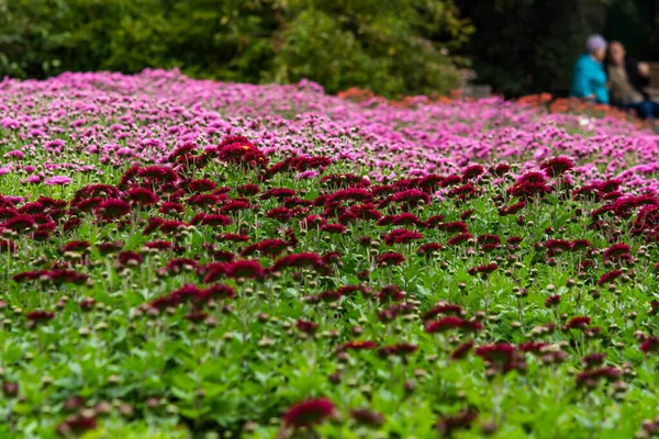 Färgglada Krysantemum Trädgården Gränd Röda Och Rosa Krysantemum Vackra Ljusa — Stockfoto
