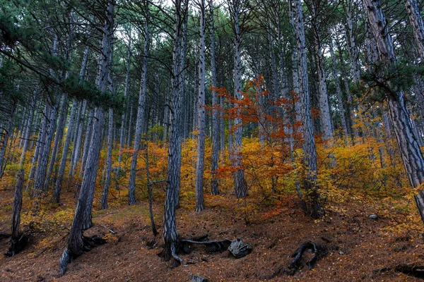 Autumn mixed forest. Forest of deciduous and pine trees. Yellow, orange, green, red shades of foliage. Dense impenetrable forest. Tall tree trunks. Autumn natural background.