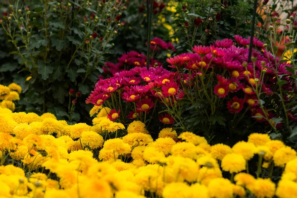 Színes Krizantém Virágágyás Kert Homályos Hátterén Színes Virágos Őszi Háttér — Stock Fotó