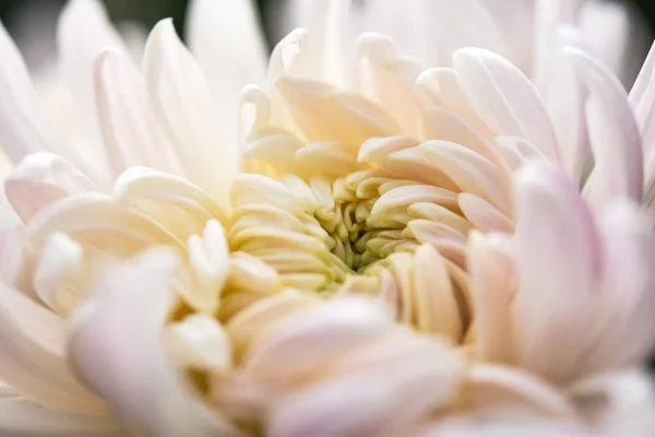 Hintergrund Rosa Chrysanthemenblätter Weichen Fokus Voller Blumenrahmen Mit Platz Für — Stockfoto