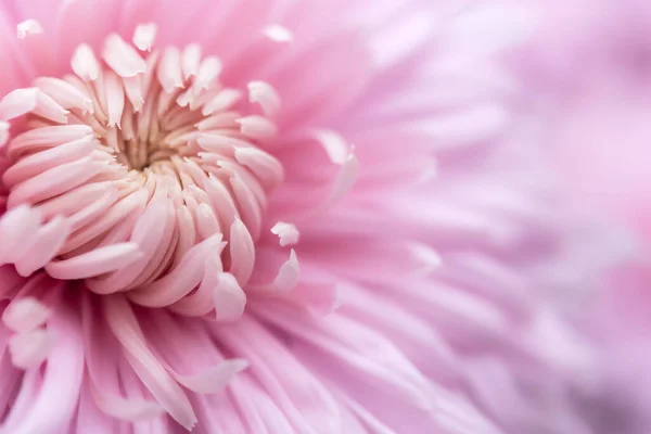 Background Pink Chrysanthemum Petals Soft Focus Full Flower Frame Space — Stock Photo, Image