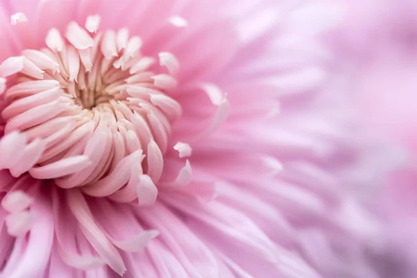 Fundo Pétalas Crisântemo Rosa Foco Suave Moldura Flor Completa Com — Fotografia de Stock