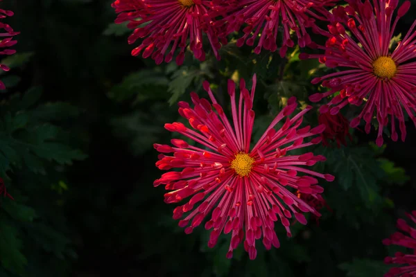 Fond Fleurs Chrysanthème Violet Foyer Doux Beaux Chrysanthèmes Lumineux Dans — Photo